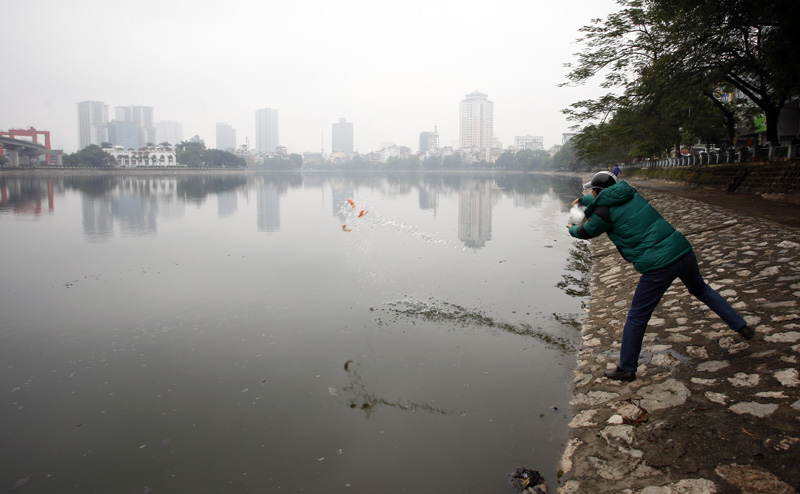 Những chú cá chép đỏ được người dân phóng sinh Những chú cá chép đỏ được người dân phóng sinh