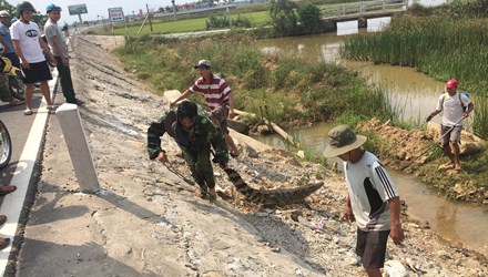 Đ&atilde; từng c&oacute; kh&ocirc;ng &iacute;t trường hợp c&aacute; sấu xuất hiện tr&ecirc;n quốc lộ 1A ở Quảng Nam