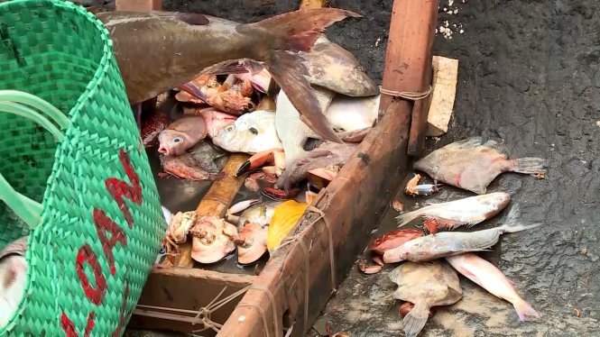số lượng c&aacute; chết dạt v&agrave;o bờ biển Quảng Trị trong thời gian ba tuần qua ước t&iacute;nh hơn 30 tấn.