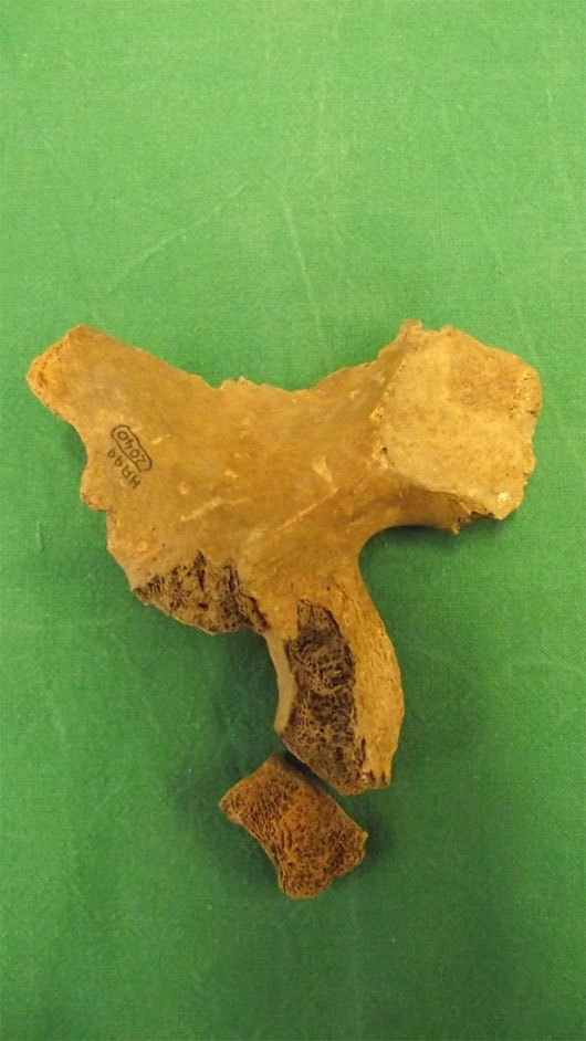 Manh mối di hài Alfred đại đế alfred đại đế, di hài alfred, vua chiến binh, anglo-saxon, chiến thần, xương chậu alfred