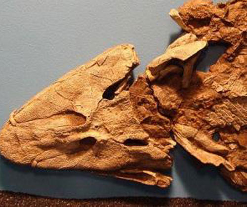 nh&agrave; khoa học, h&oacute;a thạch, khai quật,  h&oacute;a thạch Tiktaalik