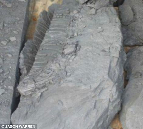 bờ biển jurassic, săn l&ugrave;ng kho b&aacute;u, kho b&aacute;u cổ xưa, h&oacute;a thạch b&ograve; s&aacute;t biển, h&oacute;a thạch khổng lồ