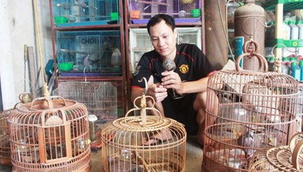 nu&ocirc;i chim cu g&aacute;y, đại gia chim cu g&aacute;y, nghề nu&ocirc;i chim, anh Trương Quốc Thắng