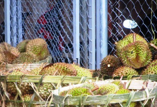 sầu ri&ecirc;ng, sầu ri&ecirc;ng non, thương l&aacute;i trung quốc, nh&agrave; vườn
