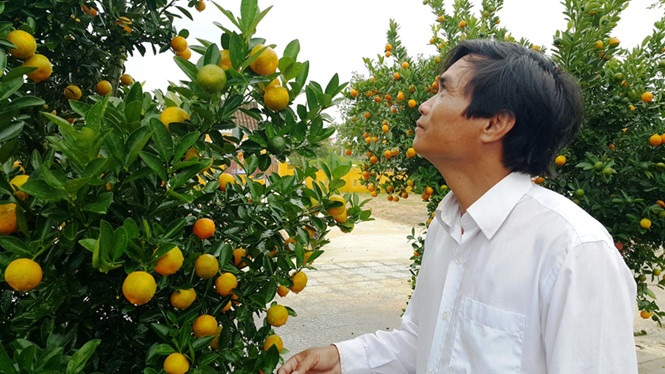 Người trồng quất cảnh Tết 2016 ở Hội An (Quảng Nam) với niềm vui &lsquo;được m&ugrave;a, được gi&aacute;&rsquo;