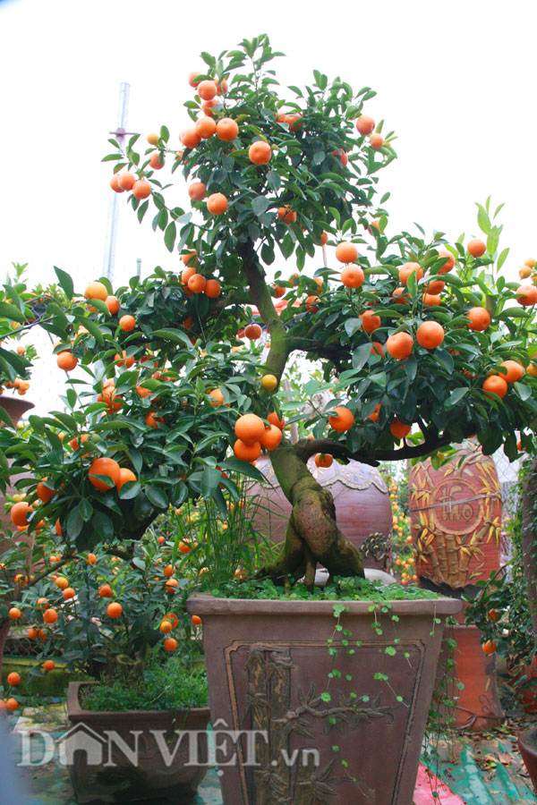 C&acirc;y quất bonsai thế ngũ ph&uacute;c chỉ được chủ vườn cho thu&ecirc; chứ quyết kh&ocirc;ng b&aacute;n