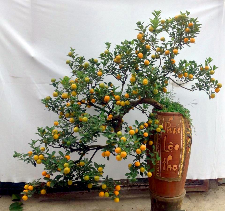 C&acirc;y quất bonsai thế long thăng - một trong những chậu quất cảnh bonsai c&oacute; thế đẹp độc nhất v&ocirc; nhị ở Từ Li&ecirc;n
