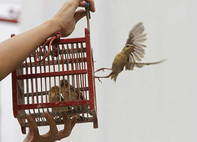 V&agrave;o rằm th&aacute;ng bảy &acirc;m lịch, c&aacute;c gia đ&igrave;nh c&oacute; thể c&uacute;ng ph&oacute;ng sinh chim, c&aacute;, t&ocirc;m... để cầu b&igrave;nh an