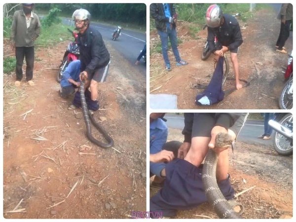 Rắn hổ mang d&agrave;i 2 m&eacute;t bị nam thanh ni&ecirc;n d&ugrave;ng tay kh&ocirc;ng t&oacute;m gọn