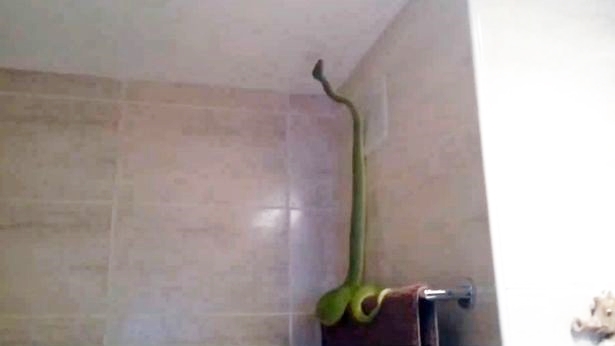 Con rắn khổng lồ n&agrave;y đ&atilde; được x&aacute;c định l&agrave; lo&agrave;i trăn Morelia Viridis dữ tợn