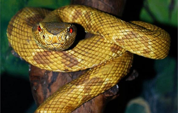 Rắn Mamba Đen sống trong các bụi cây miền đông Châu Phi, chiều dài trung bình 2 - 3m. Chúng hung hăng và di chuyển nhanh, màu sắc đa dạng. Nọc độc rắn Mamba đen có thể giết chết người trong 30 phút đến 2 giờ với triệu chứng gây buồn ngủ, các vấn đề về thần kinh, tê liệt và khó thở.