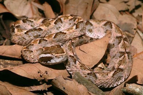 Rắn chàm quạp hay còn gọi là rắn khô mộc có tên khoa học là Trimeresurus mucrosquamatus. Sở dĩ có cái tên như vậy bởi màu da của chúng lẫn vào với lá khô, cây khô cực khó phát hiện. Thường gặp ở vùng rừng cao su bạt ngàn miền Đông Nam Bộ, độ nguy hiểm của loài rắn này được đánh giá chỉ đứng sau rắn biển.
