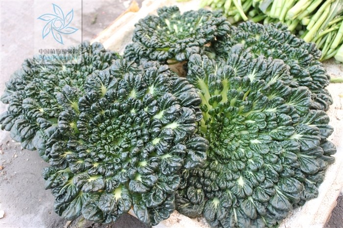 Rau vừa d&ugrave;ng để ăn vừa d&ugrave;ng l&agrave;m đẹp s&acirc;n vườn