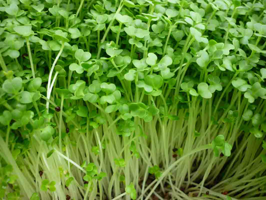 Trồng rau mầm