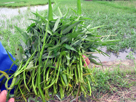 Rau muống c&oacute; nhiều dinh dưỡng nhưng nếu kh&ocirc;ng ăn đ&uacute;ng c&aacute;ch sẽ rất độc hại