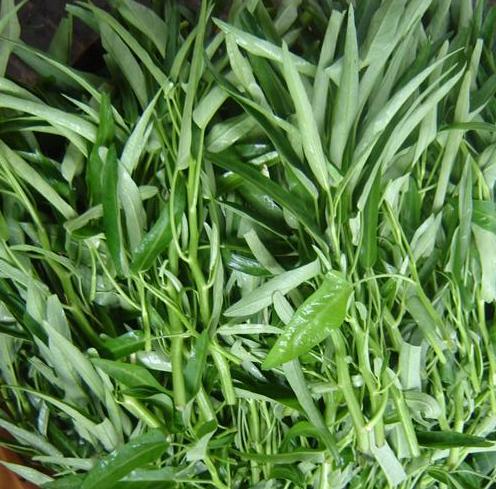 Kh&ocirc;ng n&ecirc;n chọn rau muống c&oacute; cọng to hơn b&igrave;nh thường