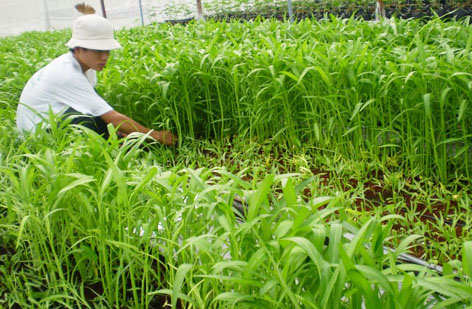 C&aacute;ch trồng rau muống vừa sạch vừa non &lsquo;mơn mởn&rsquo;