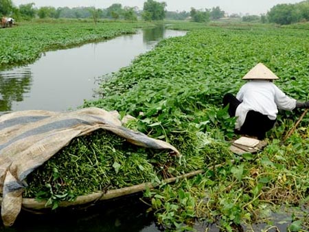 Rau bẩn nhiễm khuẩn do tưới bằng nguồn nước &ocirc; nhiễm
