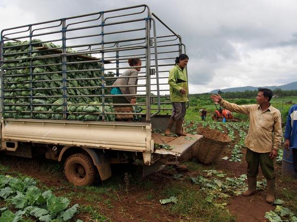 Người nông dân phía Đong Nam của Lào đang thu hoạch Người nông dân phía Đong Nam của Lào đang thu hoạch