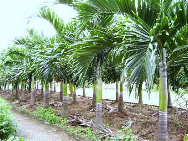 Rễ cau treo l&agrave; vị thuốc qu&yacute; chữa yếu sinh l&yacute; nam giới an to&agrave;n, hiệu quả