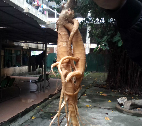 Rễ c&acirc;y độc c&oacute; h&igrave;nh dạng rất giống củ s&acirc;m