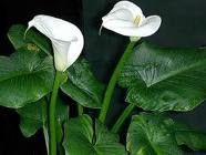 &Aacute;p dụng đ&uacute;ng kỹ thuật trồng c&acirc;y, người d&acirc;n sẽ thu lại được những chậu hoa rum đẹp mặt lợi nhuận cao