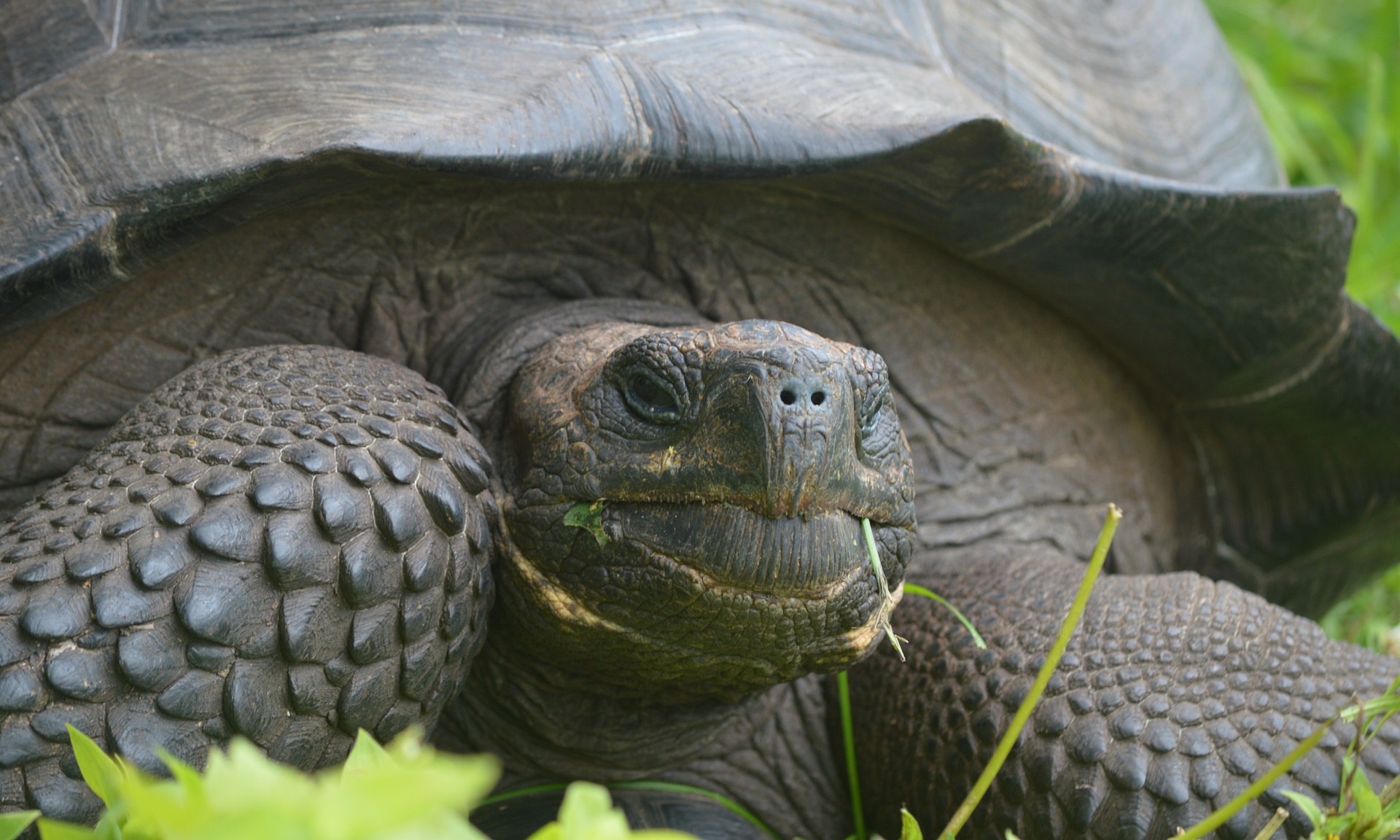Nhiều c&aacute; thể r&ugrave;a khổng lồ tr&ecirc;n quần đảo Galapagos được x&aacute;c định thuộc lo&agrave;i mới
