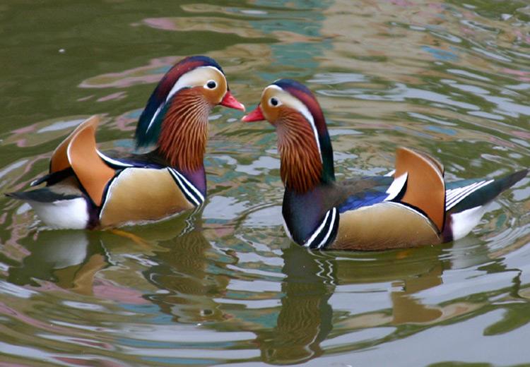 Rục rịch &ldquo;săn&rdquo; chim qu&yacute;, g&agrave; độc biếu Tết