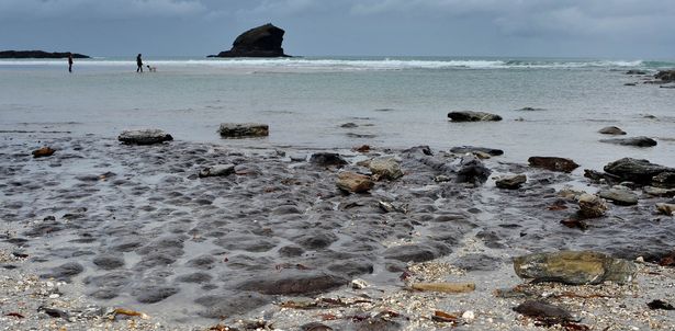 D&acirc;́u tích khu rừng c&ocirc;̉ đại l&ocirc;̣ ra sau m&ocirc;̣t cơn bão tại bờ bi&ecirc;̉n Cornwall, Anh 