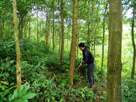 Bắc Kạn: Hiệu quả từ việc trồng keo lai gi&acirc;m bằng hom