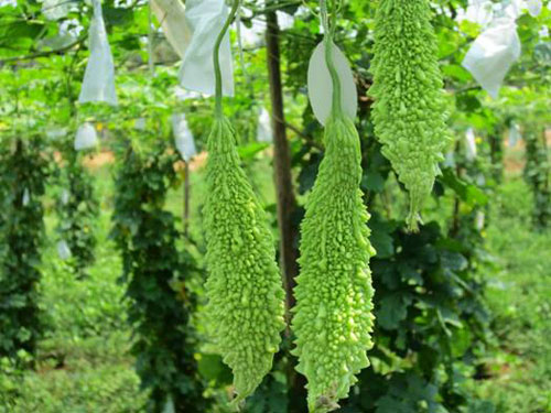 Sai lầm trong ăn uống nhiều người mắc phải l&agrave; ăn qu&aacute; nhiều khổ qua