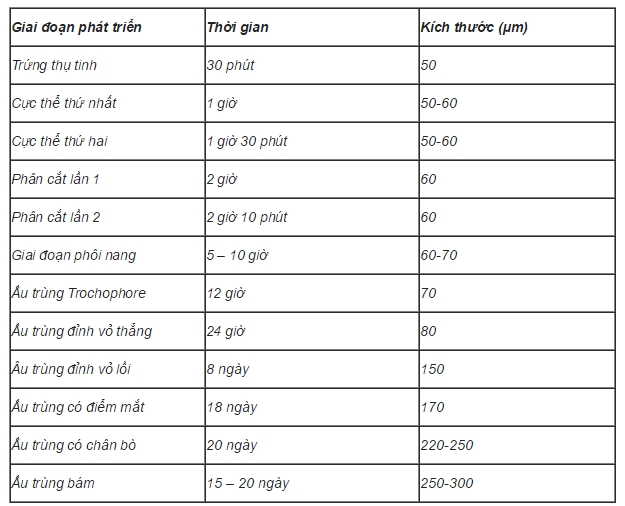 Qu&aacute; tr&igrave;nh ph&aacute;t triển của trứng v&agrave; ấu tr&ugrave;ng hảu