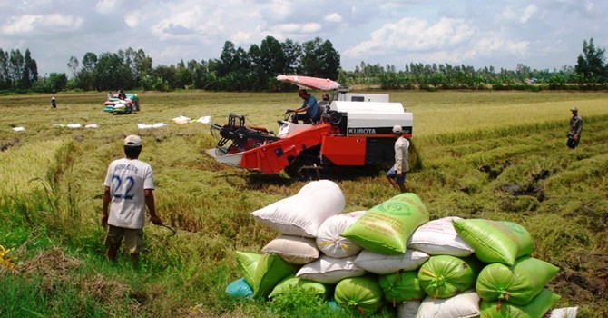 Sản xuất l&uacute;a gạo chất lượng cao - h&agrave;ng h&oacute;a chủ lực của Việt Nam