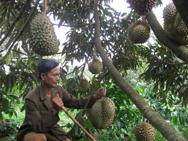 N&acirc;ng cao năng suất chất lượng sản phẩm sầu ri&ecirc;ng Kh&aacute;nh Sơn 