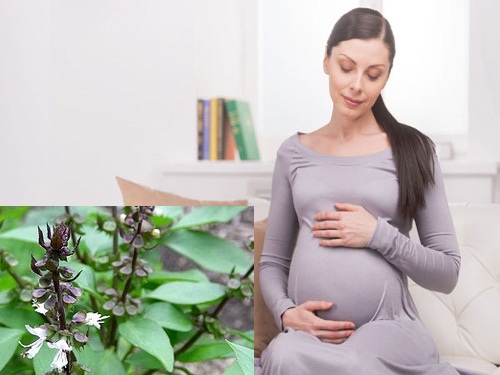 Phụ nữ mang thai ăn nhiều rau h&uacute;ng quế cũng c&oacute; nguy cơ sảy thai