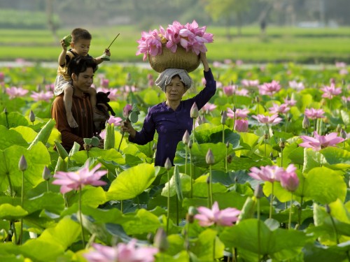 Sen Th&aacute;p Mười ng&acirc;y ngất hương thơm 