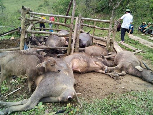 S&eacute;t đ&aacute;nh g&acirc;y hậu quả nghi&ecirc;m trọng tại nh&agrave; một người d&acirc;n ở Bắc Kạn