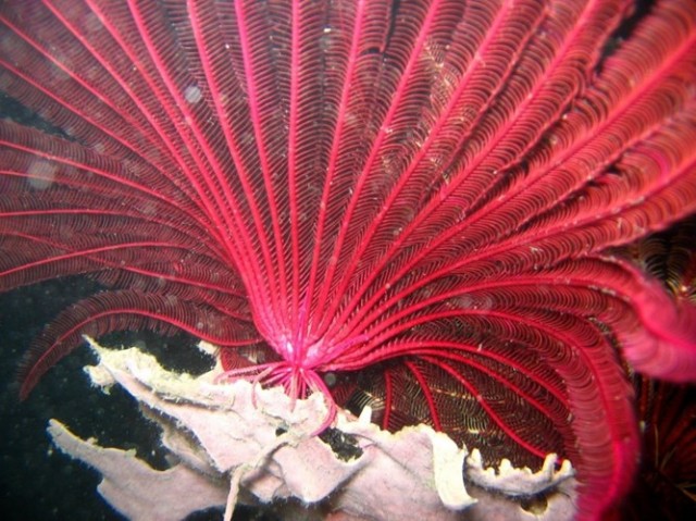 uệ biển là các loài động vật biển thuộc lớp Crinoidea thuộc ngành động vật da gai. Tuy sinh vật này trông giống như một cây dương xỉ dưới nước, nhưng nó thực sự là động vật và không có não bộ. Huệ biển sống ở đáy đại dương và thu thập nguồn 13Win OKVIP Cá cược bóng đá qua các cánh tay đầy lông lá của nó