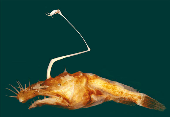 Lo&agrave;i Lasiognathus dinema l&agrave; sinh vật biển v&ocirc; c&ugrave;ng kỳ lạ. Ảnh Sci-news