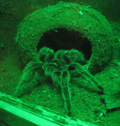Trong số những con vật nuôi kinh dị của giới trẻ, thú nuôi nhện độc Nam Mỹ Tarantula gây ấn tượng với các 'dân chơi' bởi độ sốc cũng như kinh phí đầu tư cao ngất ngưởng