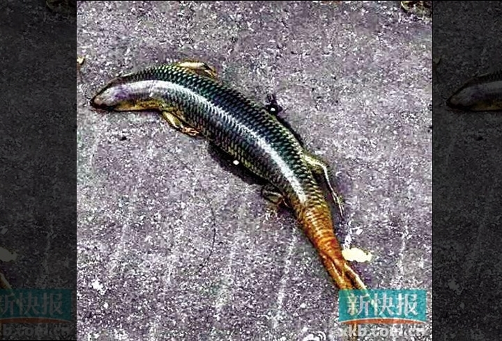 Sinh vật lạ c&oacute; 4 ch&acirc;n v&agrave; 3 đu&ocirc;i n&agrave;y thực chất l&agrave; một lo&agrave;i thằn lằn 
