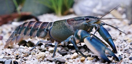 Lớp vỏ của con tôm là sự pha trộn nhiều màu sắc, trông vô cùng bí ẩn như tinh vân ngoài vũ trụ 