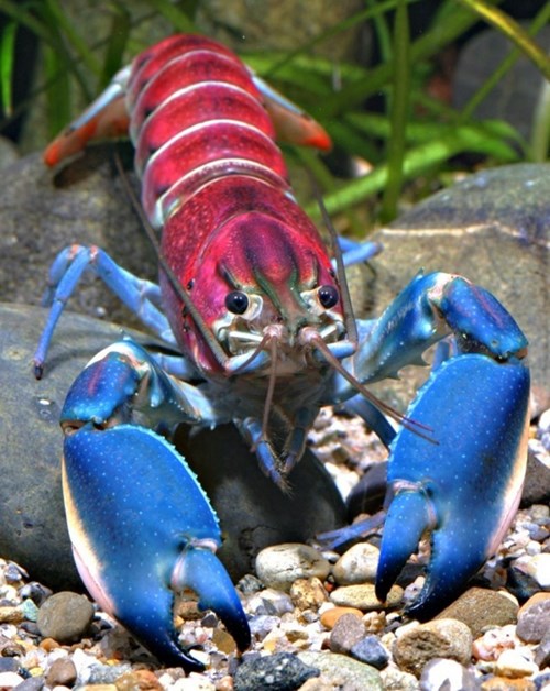 Tôm càng Cherax pulcher có chiều dài khoảng 12cm. Phần cơ thể lớn giúp con tôm thích nghi với những dòng chảy nhanh có lượng oxy hòa tan cao hơn