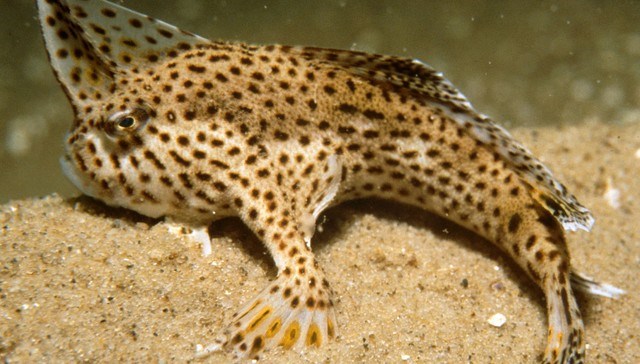 Lo&agrave;i sinh vật lạ c&oacute; tay n&agrave;y l&agrave; lo&agrave;i c&aacute;  Brachionichthys hirsutus