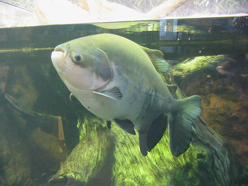 Con c&aacute; Pacu, lo&agrave;i c&aacute; ăn tạp bản địa tại Brazil,từng ăn tinh ho&agrave;n của những ngư d&acirc;n v&agrave; người đi bơi