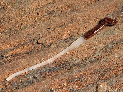 Lo&agrave;i sinh vật lạ c&oacute; thể co gi&atilde;n từ 30m đến 60m v&agrave; c&oacute; v&ograve;i sắc nhọn