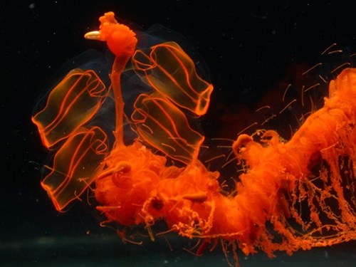 Siphonophores là loài sinh vật lạ nhất thế giới Siphonophores là loài sinh vật lạ nhất thế giới