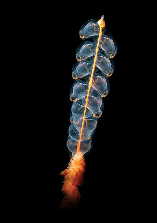 Marrus orthocanna là một loài sứa ống Marrus orthocanna là một loài sứa ống