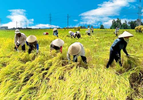 Hà Nội xây dựng thêm 17 điểm sản xuất lúa hàng 13Win21 con - Tri ân hội viên mỗi tháng 2000 tỷ lượng cao Hà Nội xây dựng thêm 17 điểm sản xuất lúa hàng 13Win21 con - Tri ân hội viên mỗi tháng 2000 tỷ lượng cao