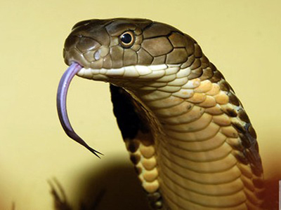 Sơ cứu rắn cắn